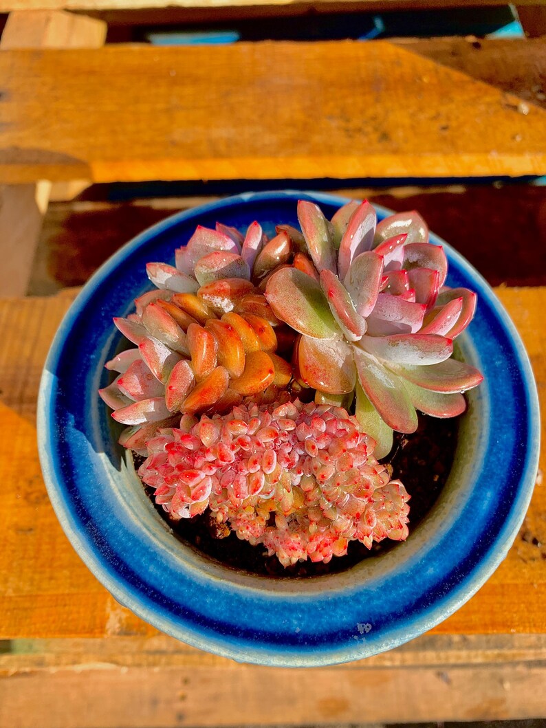 Boutique Echeveria ‘Orange Monroe’ Live Succulent | Rare Character Natural Form Succulent Plant | WYSIWYG | Bare Root Cluster Survive 2512-049