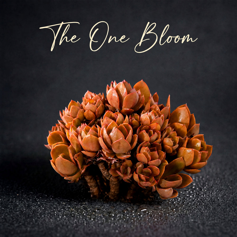 Echeveria 'Suyon' - Super 10"-11" in Diameter