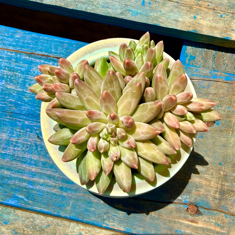 Echeveria 'Icarus' Cluster 3"-3.5" Diameter
