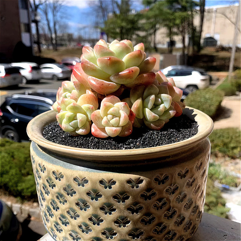 Exact Plant - Rare Echeveria 'Ice Green' - WYSIWYG Live Succulent 1 of 1