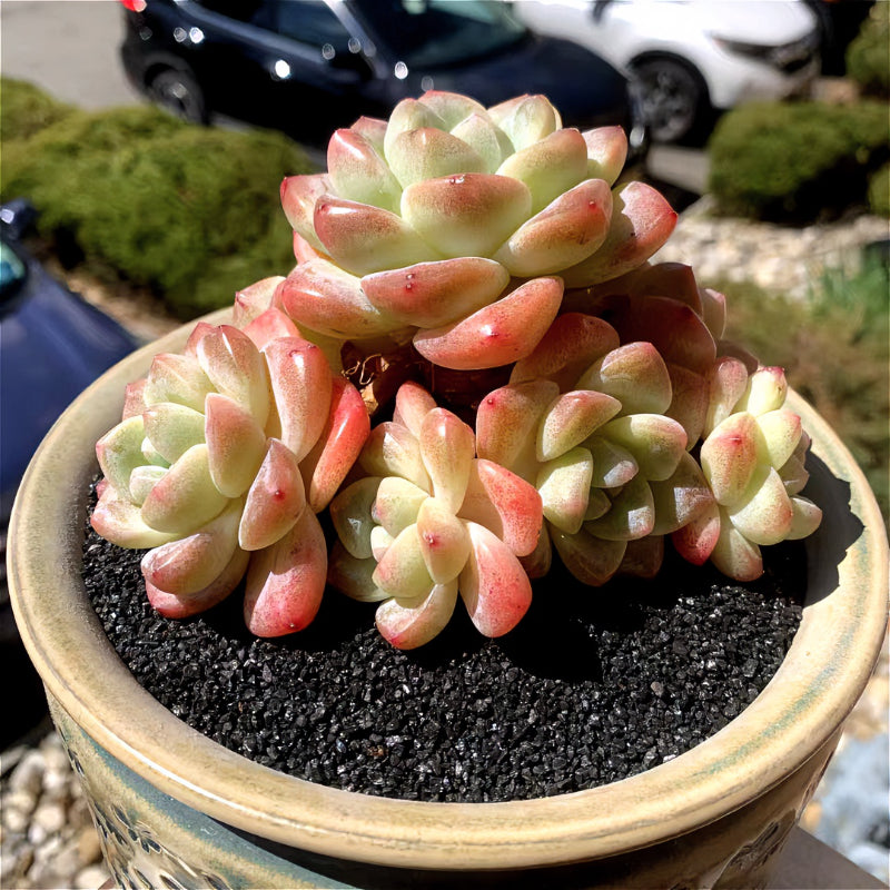 Exact Plant - Rare Echeveria 'Ice Green' - WYSIWYG Live Succulent 1 of 1