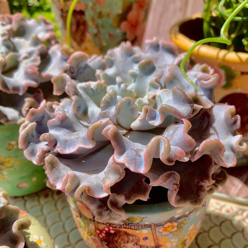 Echeveria 'Crispate Beauty' Single-stemmed Living Plant Approx. 4 inches in Diameter