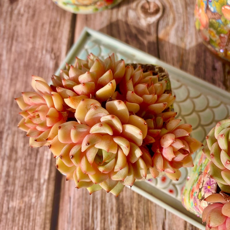[Mother's Day Gift] Beautiful Hardiness Succulent - Echeveria 'Ben Badis' - Multiple  Rosettes Approx. 3–3.5 inches Across
