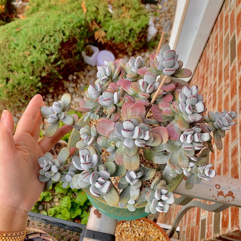 Boutique Big Rare Succulents/Cotyledon Orbiculata cv. Variegated/What You See is What You Get/Bare Root Without Soil Pot/Plants Gifts