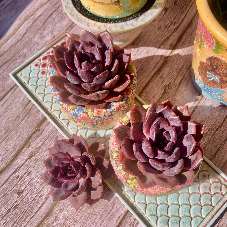 Father's Day Gift: Echeveria 'Black Mamba' - Rare and Striking Succulent - “The Mamba Mentality” is like Los Angeles at 4 a.m.