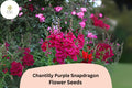 Chantilly Purple Snapdragon Seeds - 1000+ Tall, Fragrant Purple Blooms for Garden & Cut Flowers