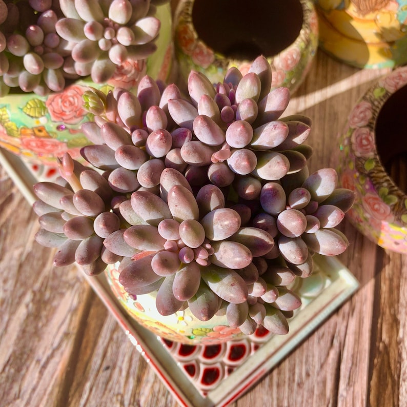 Pachyphytum 'Baby Finger' Multi-stemmed Clustered Approx. 3–3.5 inches Across