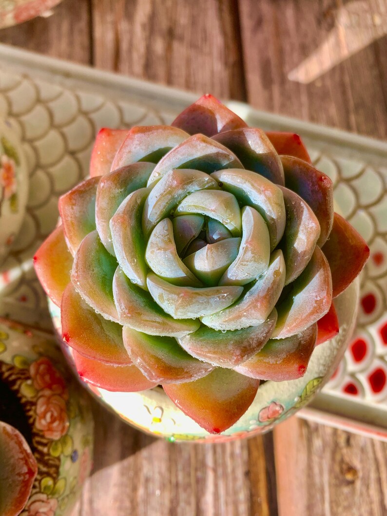 [Mother's Day Gift] Rare Succulent as Jade Sheer Beauty - Echeveria 'Ice Green' - Chubby  Drought-tolerant Live Plant