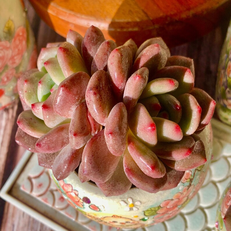 Rare Variety Succulent - Echeveria 'Ariel' - Low Maintenance Excellent for Beginners