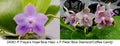 Phalaenopsis (Freya’s Blue Hope x Peter Blue Diamond)