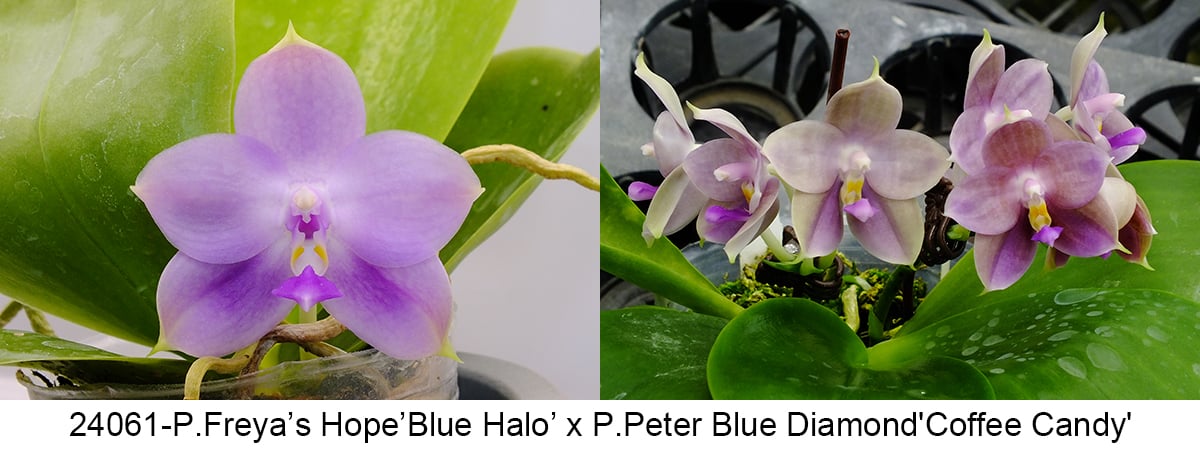 Phalaenopsis (Freya’s Blue Hope x Peter Blue Diamond)