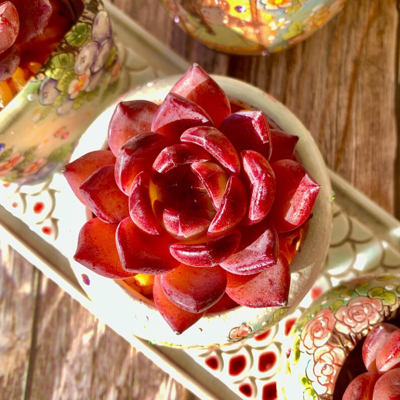 Sculptural Rosette Succulent - Echeveria 'Daredevil' - Vibrant and Low-maintenance