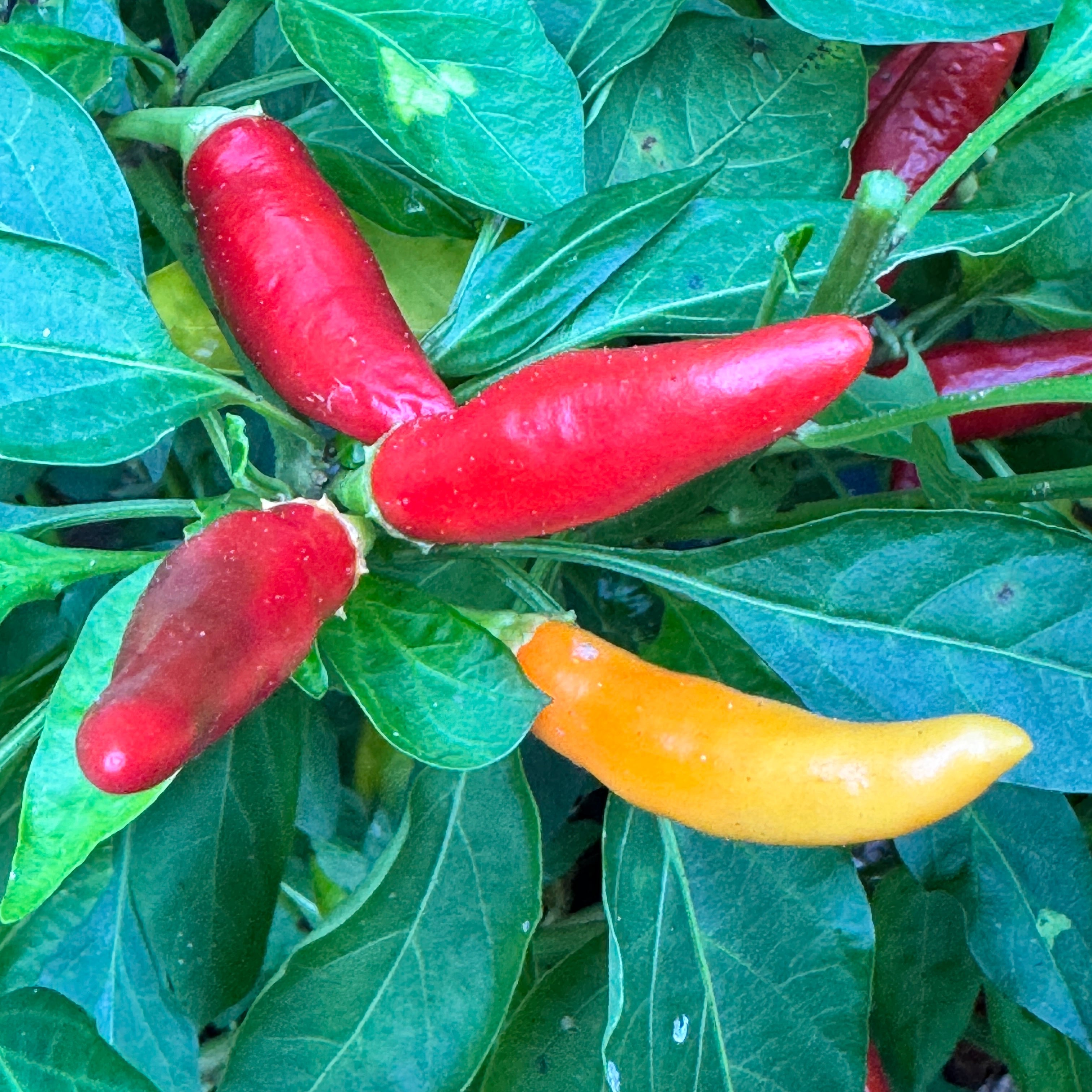 KS White Thai - Seeds