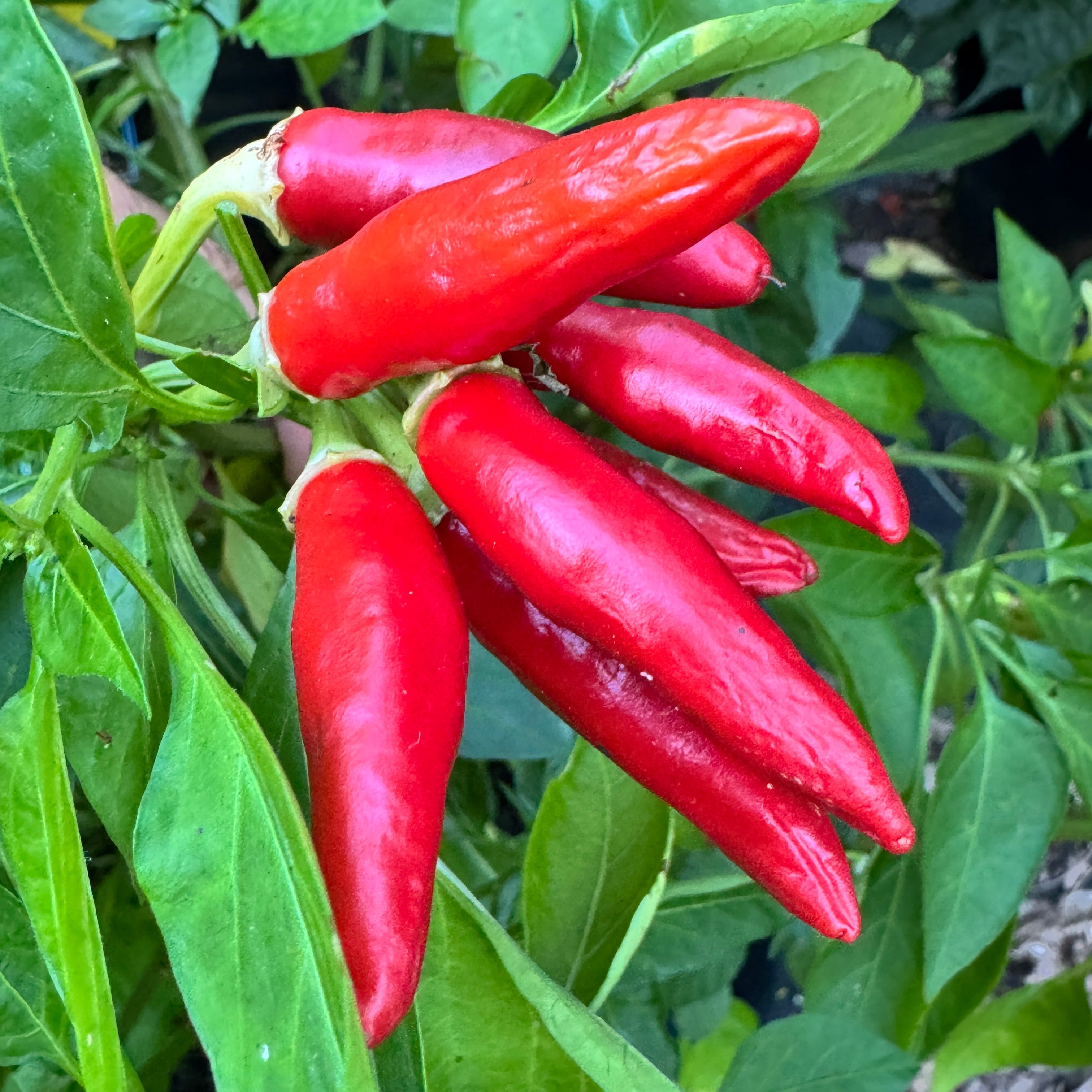 KS White Thai - Seeds