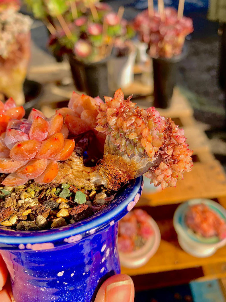 2512-038 Boutique Rare Succulents/Echeveria Orange Monroe/What You See is What You Get /Bare Root Without Soil Pot/Plants Gifts