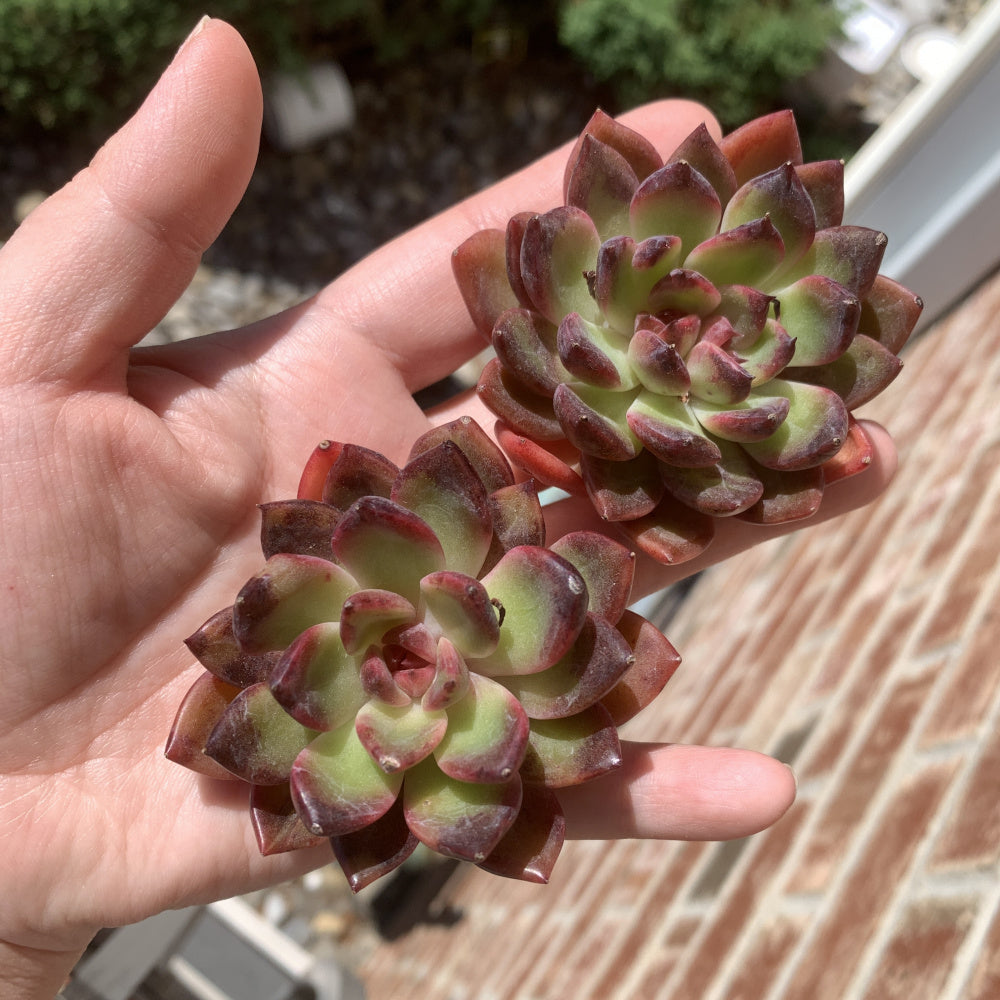 Echeveria ‘SHUTING' - Single Diameter Approx. 2"-2.5"