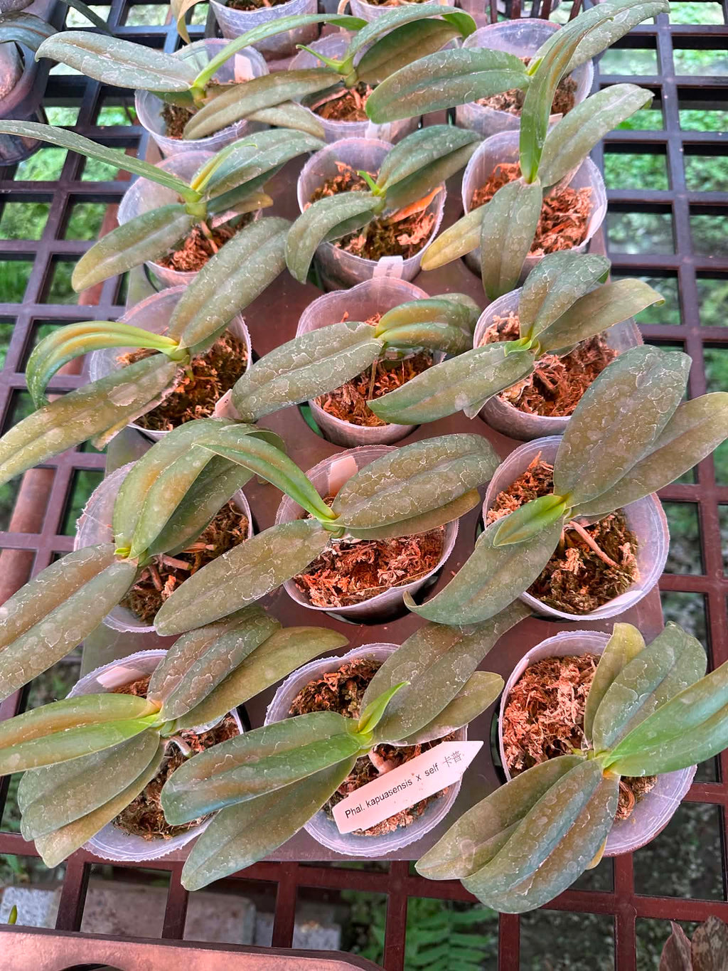 Phalaenopsis kapuasensis x self