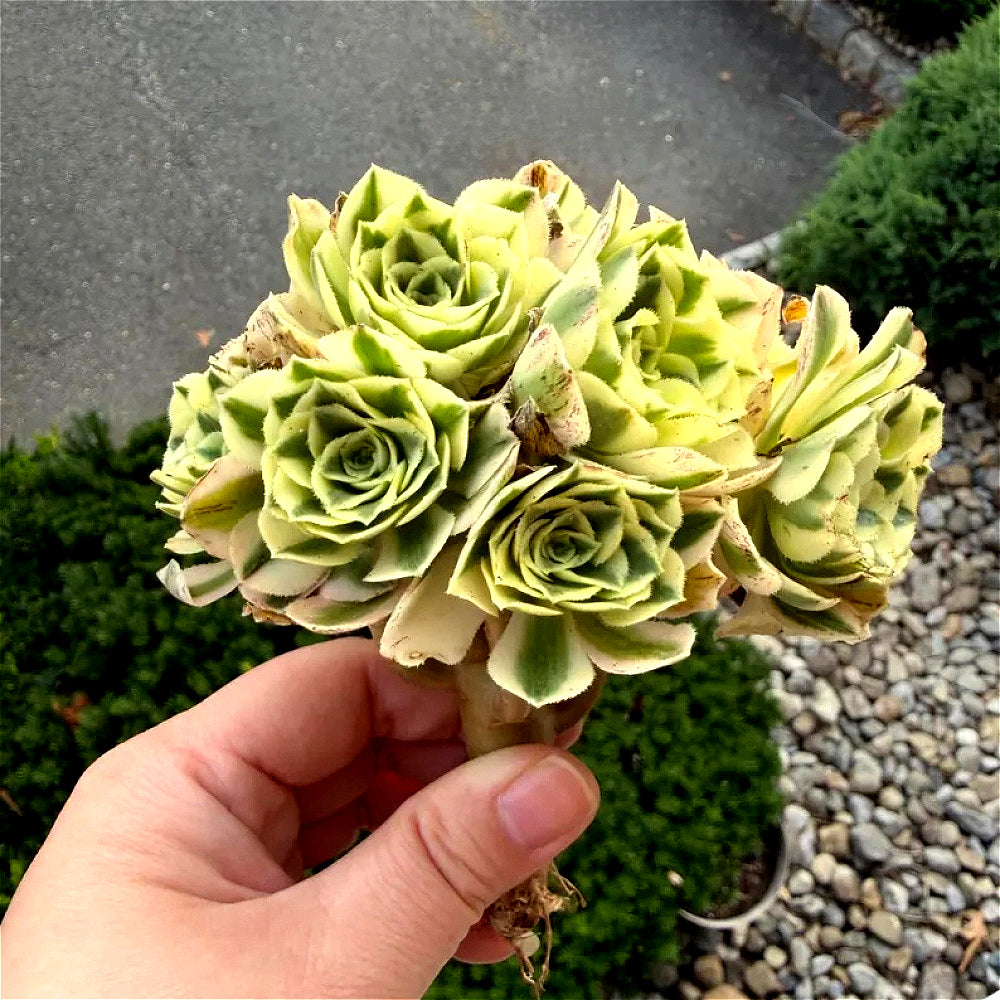 Luxury Rare Small-Bouquet-Style Succulent - Aeonium 'Maybach' Variegata Cluster - Perfect As Wedding Favors or Indoor Decor