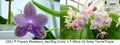 Phalaenopsis Freya’s Blue Heaven