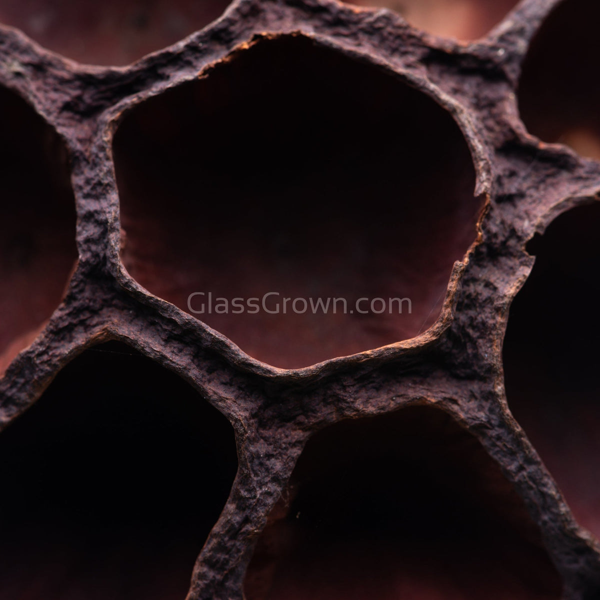 Dried Lotus Pods 3 Pack