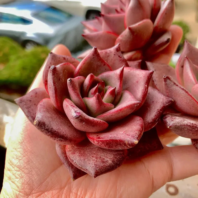Echeveria Agavoides 'Romeo' 3"-3.5" Boutique Single-plant Succulent - Known For Its Star-shaped Rose-like Form