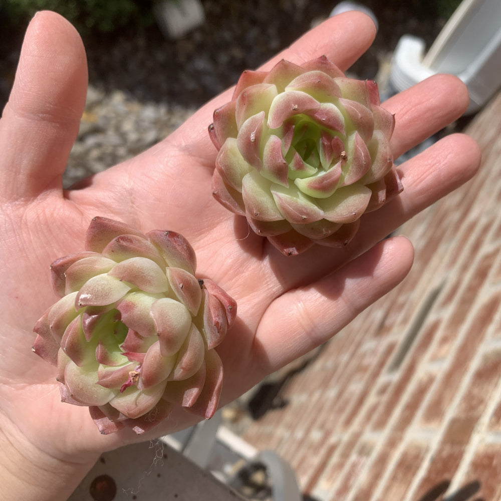 Echeveria 'Dreamlike Nebula' - Single Diameter Approx. 2"-2.5"