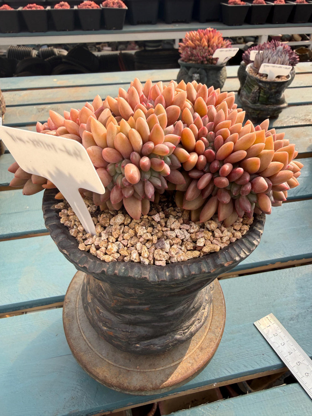 THY158-0018 Rare Echeveria 'Peach Blossom Spring' – Exact Plant Shown Live Collector Succulent – One of a Kind