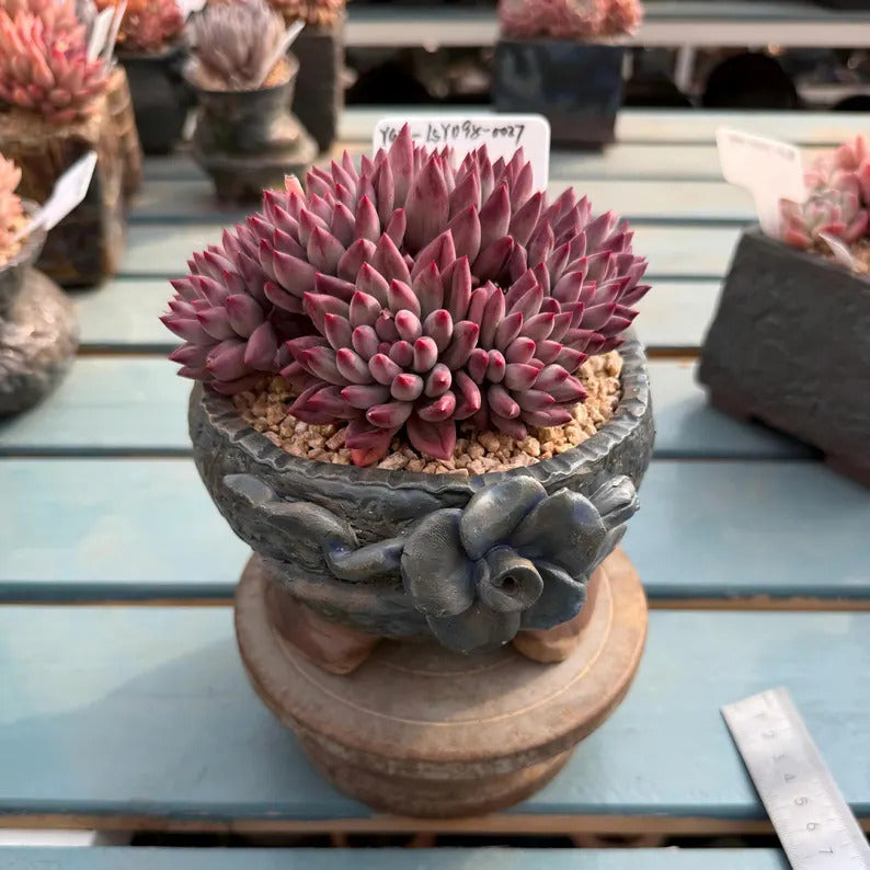 4-Year-Old Rare Echeveria 'Pink Cherry' Succulent 4.5-inch Mature Plant No. LSY098-0027
