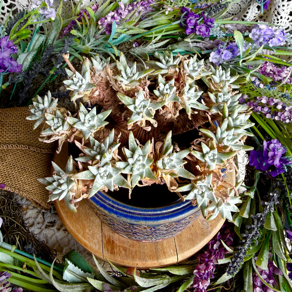 WS-0061  Unique Handmade Pottery Planter Pot - Pot Rim Diameter: ~3.5"