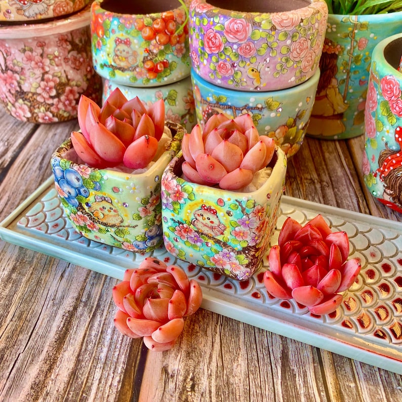 Rare Rosette-forming Succulent - Echeveria 'Champagne' - Highly Valued For Drought-tolerant and Unique Color Transformations
