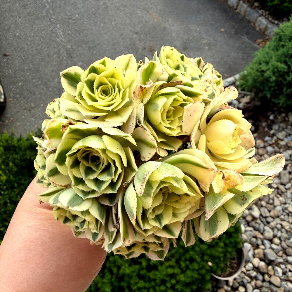 Luxury Rare Small-Bouquet-Style Succulent - Aeonium 'Maybach' Variegata Cluster - Perfect As Wedding Favors or Indoor Decor
