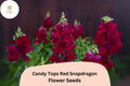 Candy Tops Red Snapdragon Seeds - 1000+ Compact, Bold Red Blooms for Garden & Containers