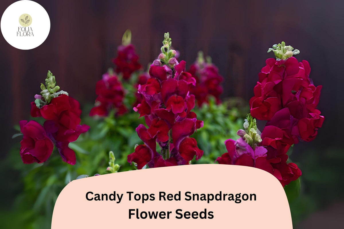 Candy Tops Red Snapdragon Seeds - 1000+ Compact, Bold Red Blooms for Garden & Containers