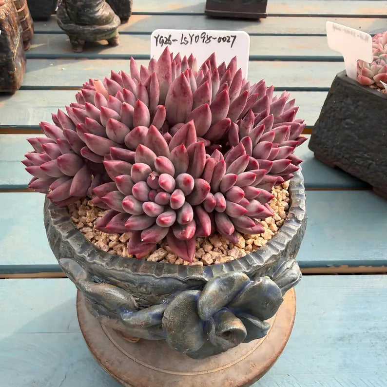 4-Year-Old Rare Echeveria 'Pink Cherry' Succulent 4.5-inch Mature Plant No. LSY098-0027