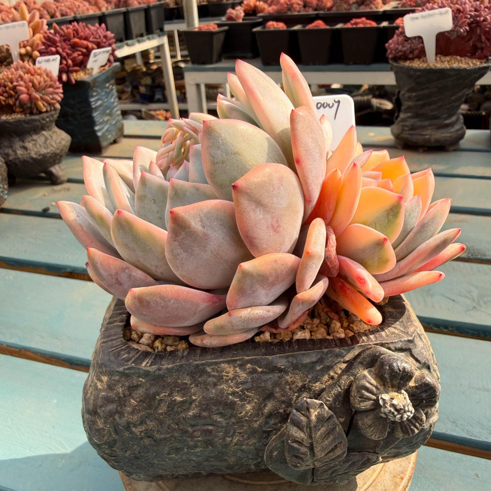 CML078-0007 Exact Plant Shown – Echeveria 'Orange Monroe' Variegated 4.5" Mature Plant | What You See Is What You Get Rare Succulent