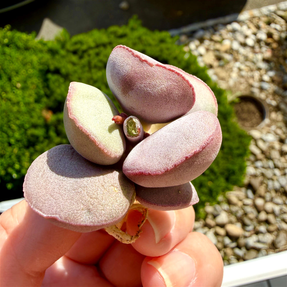 Adromischus Marianiae 'Hallii'