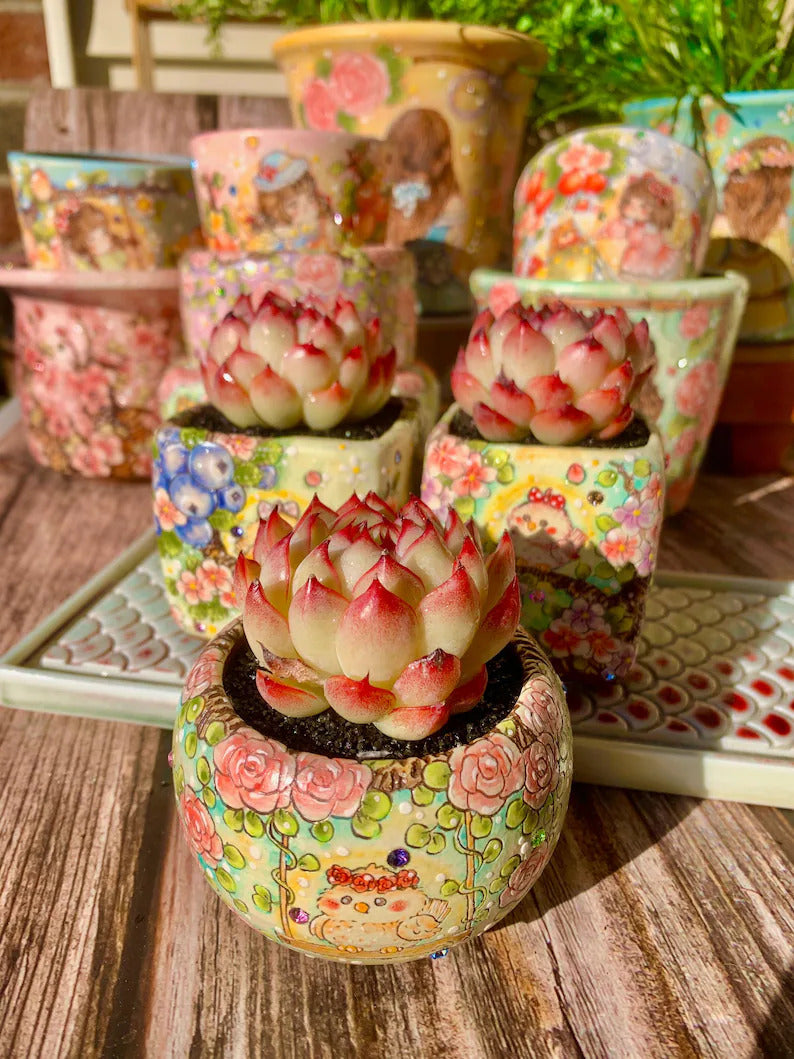 Echeveria 'Soul Fairy' Single-plant Living Succulent Approx. 2–2.5 inch in Diameter