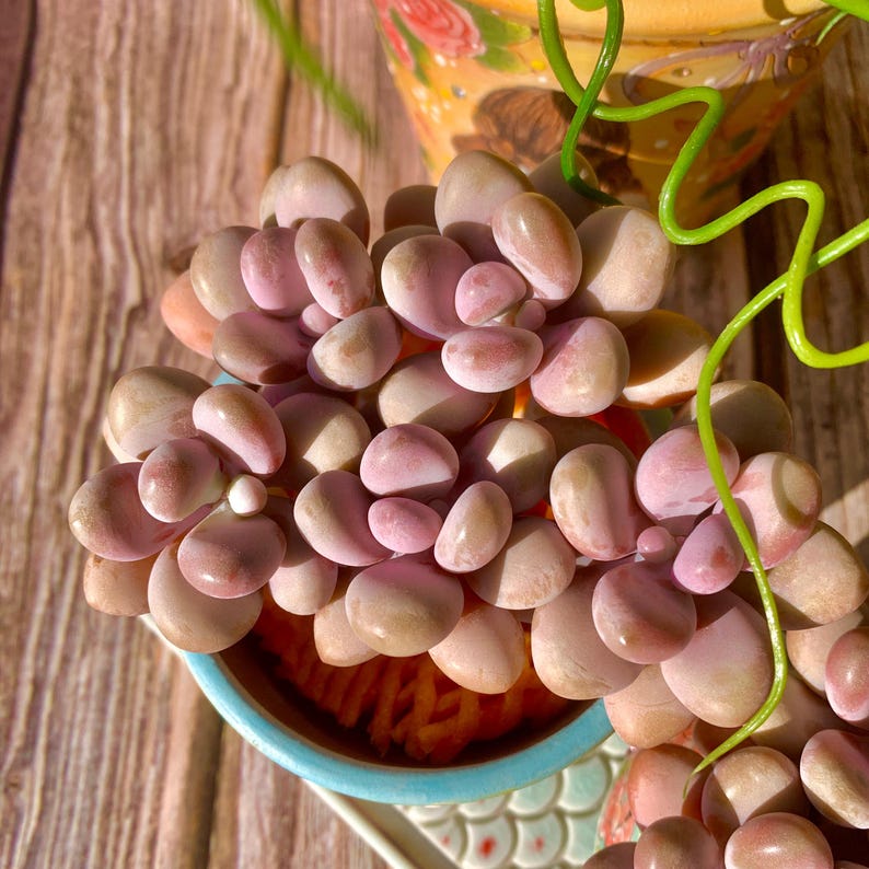 Graptopetalum Amethystinum 'Rose Walther' Cluster Approx. 3.5-inch in diameter
