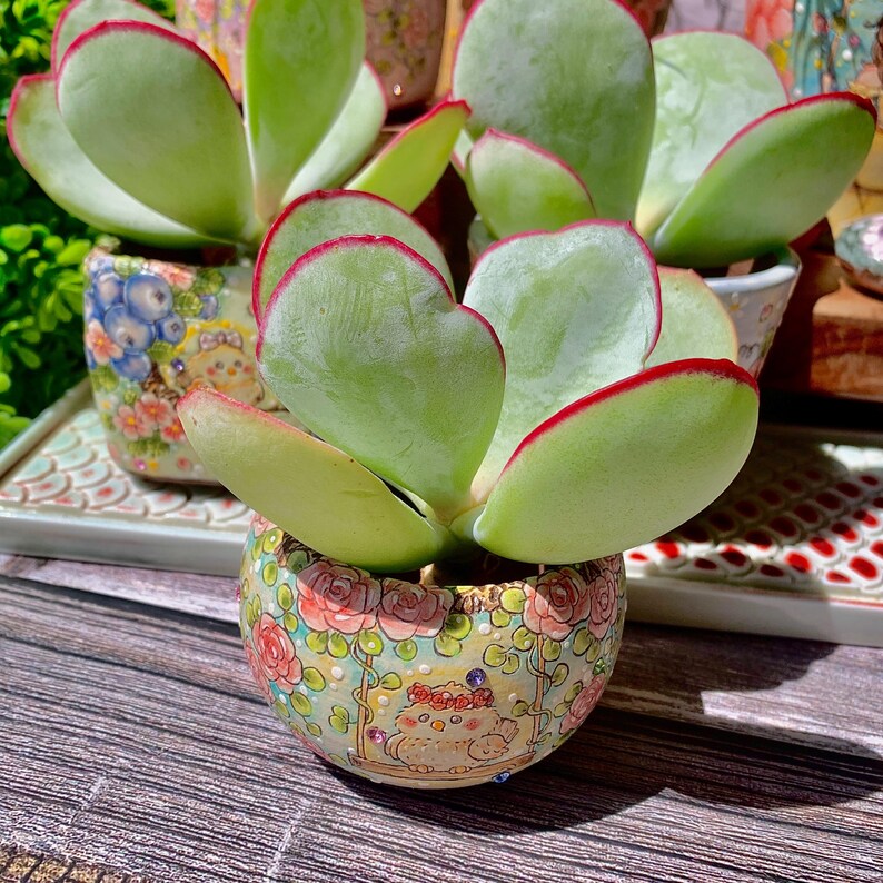 Cotyledon Orbiculata 'Hakubi' Approx. 1.5" in Diameter