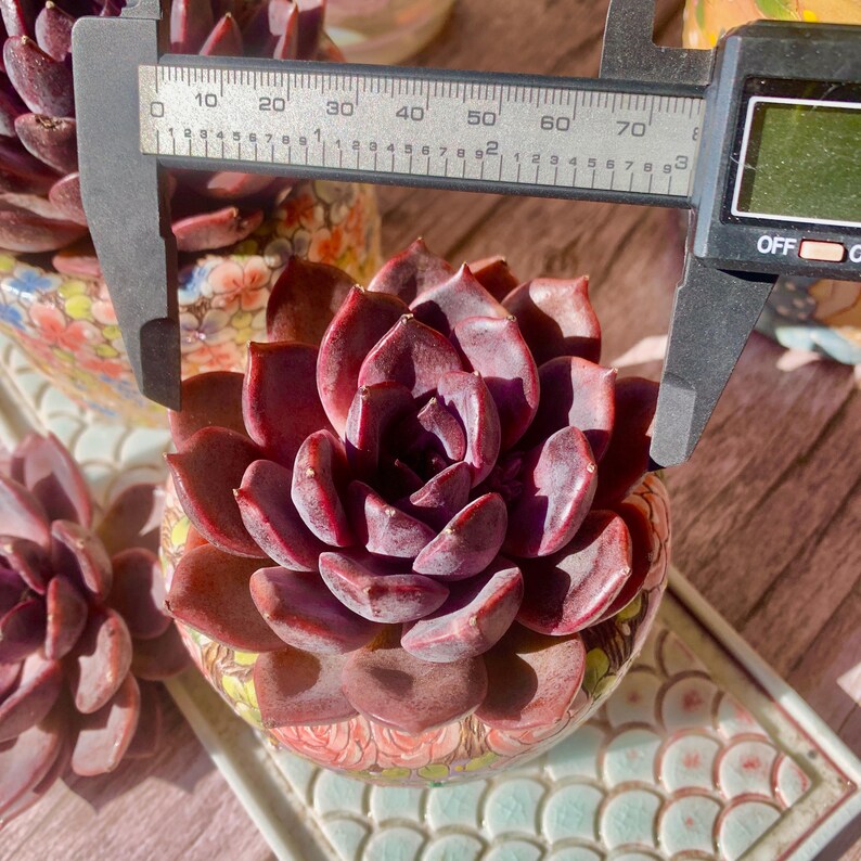 Father's Day Gift: Echeveria 'Black Mamba' - Rare and Striking Succulent - “The Mamba Mentality” is like Los Angeles at 4 a.m.