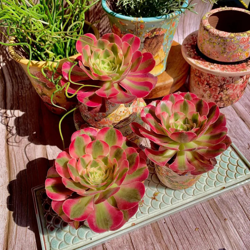 Aeonium 'Pink Witch' - Sought-after Colorful Addition to Collection
