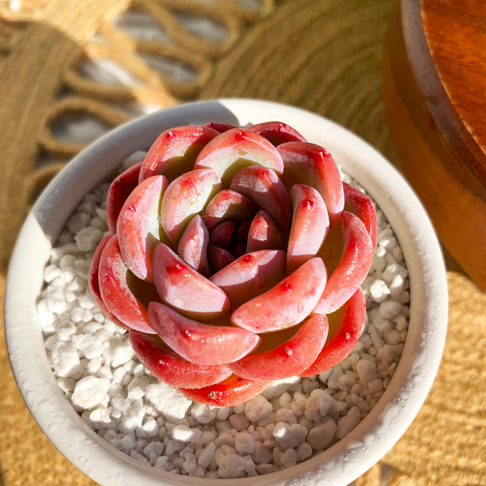 Echeveria 'Strawberry Almond' Succulent - Rare Pink Live Plant
