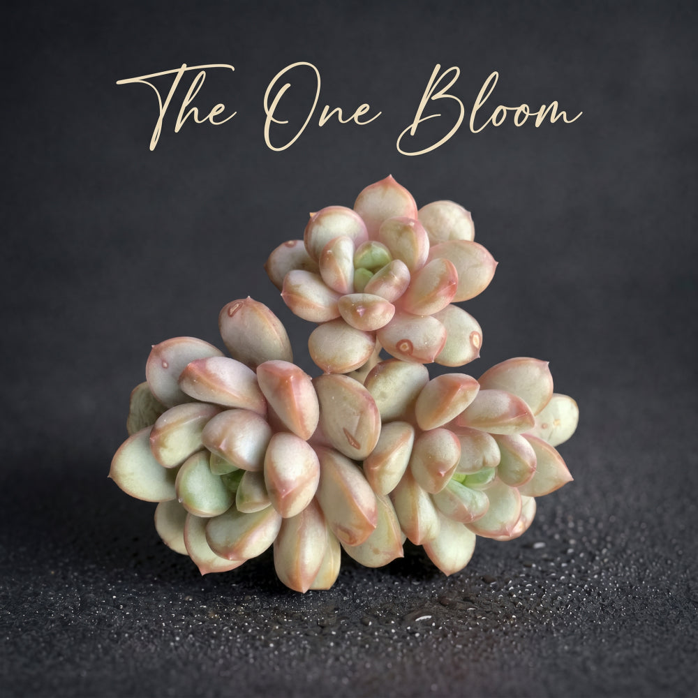 Highly Valued Succulent - Echeveria 'Champagne Grapes' - "Bubbly" Appearance Grape-like Cluster