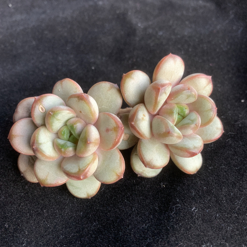 Father's Day Gift: Echeveria 'Champagne Grapes' - "Bubbly" Appearance Grape-like Cluster - Highly Valued Succulent
