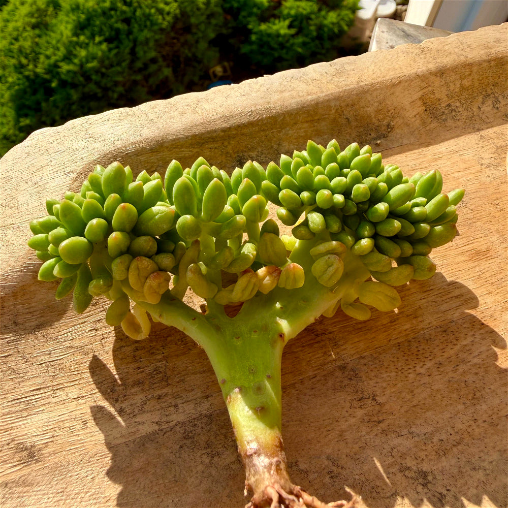 Sedum 'Alice Evans' Crested Crown Diameter 3"-3.5"
