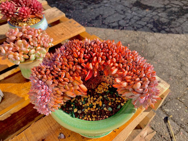 Rare Echeveria ‘Orange Monroe’ Succulent Plant | Boutique Live Succulent | What You See is What You Get | Bare Root 2512-043