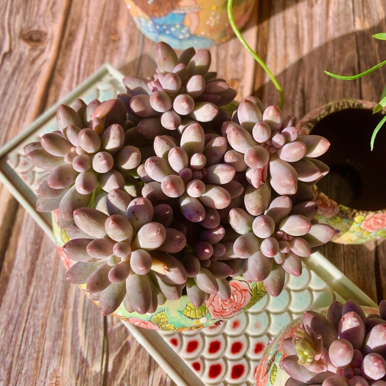 Pachyphytum 'Baby Finger' Multi-stemmed Clustered Approx. 3–3.5 inches Across