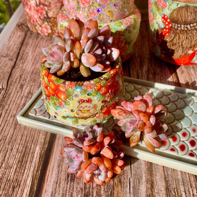 Echeveria 'Snow Angel' Multi-stemmed Cluster Approx. 3–3.5 inches Across