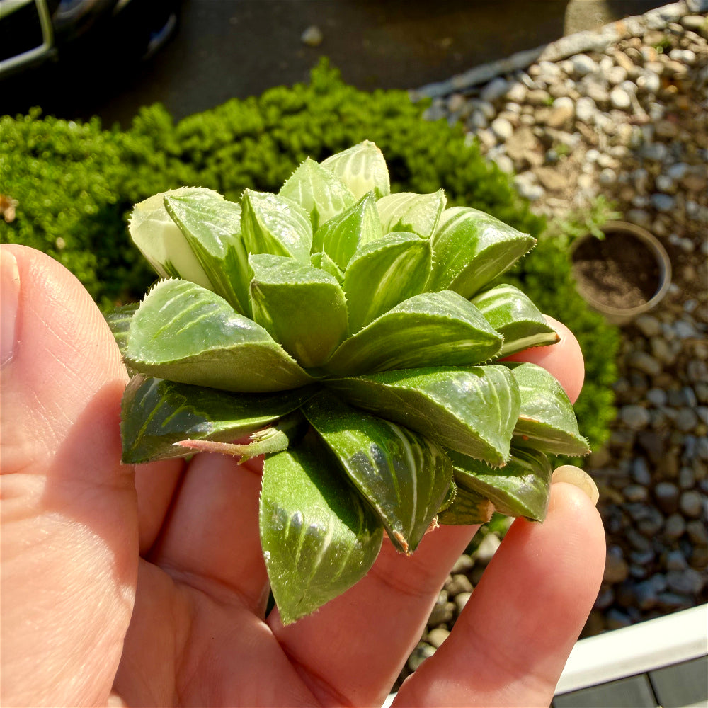Haworthia 'Heidelbergensis' ~3" Diameter Preferred Succulent Live Plant