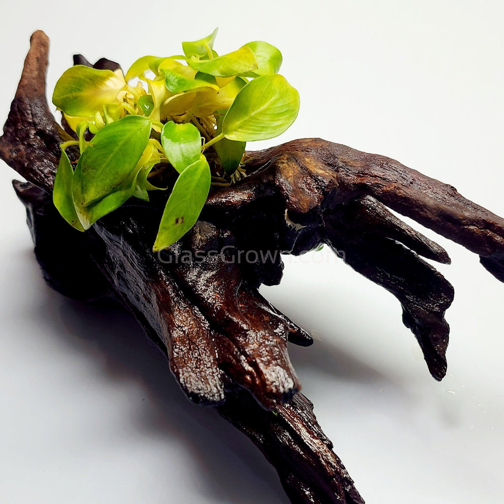Driftwood Anubias